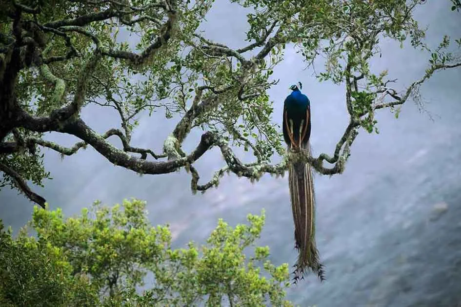 Sinharaja Forest: Explore Sri Lanka’s Tropical Rainforest